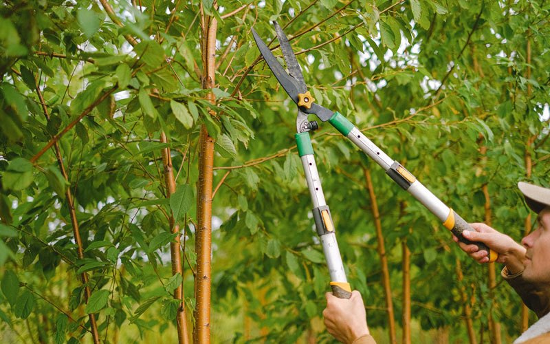 Tree trimming in Carson, ND
