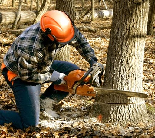 Tree Removal in Carson, ND